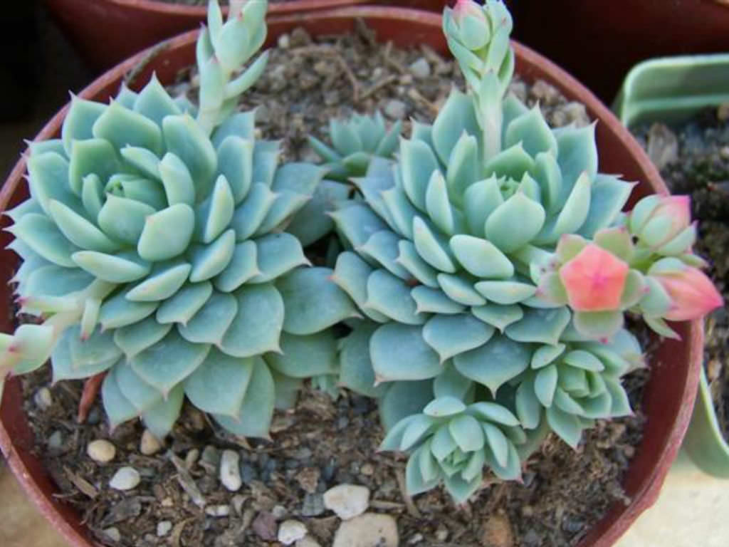 Echeveria