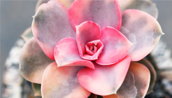 Echeveria1