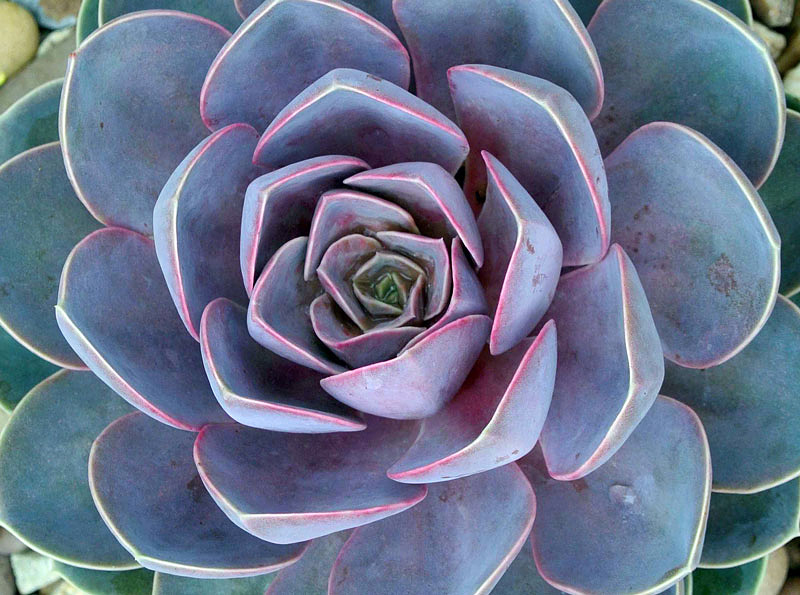 Echeveria