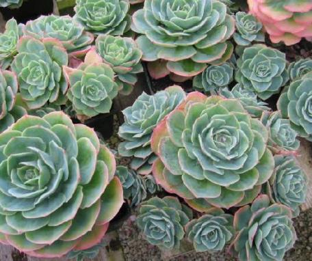 Echeveria_glauca