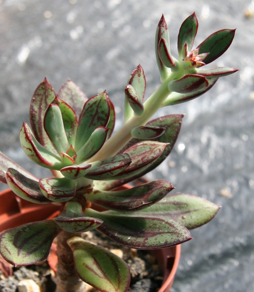 Echeveria_nodulosa_02