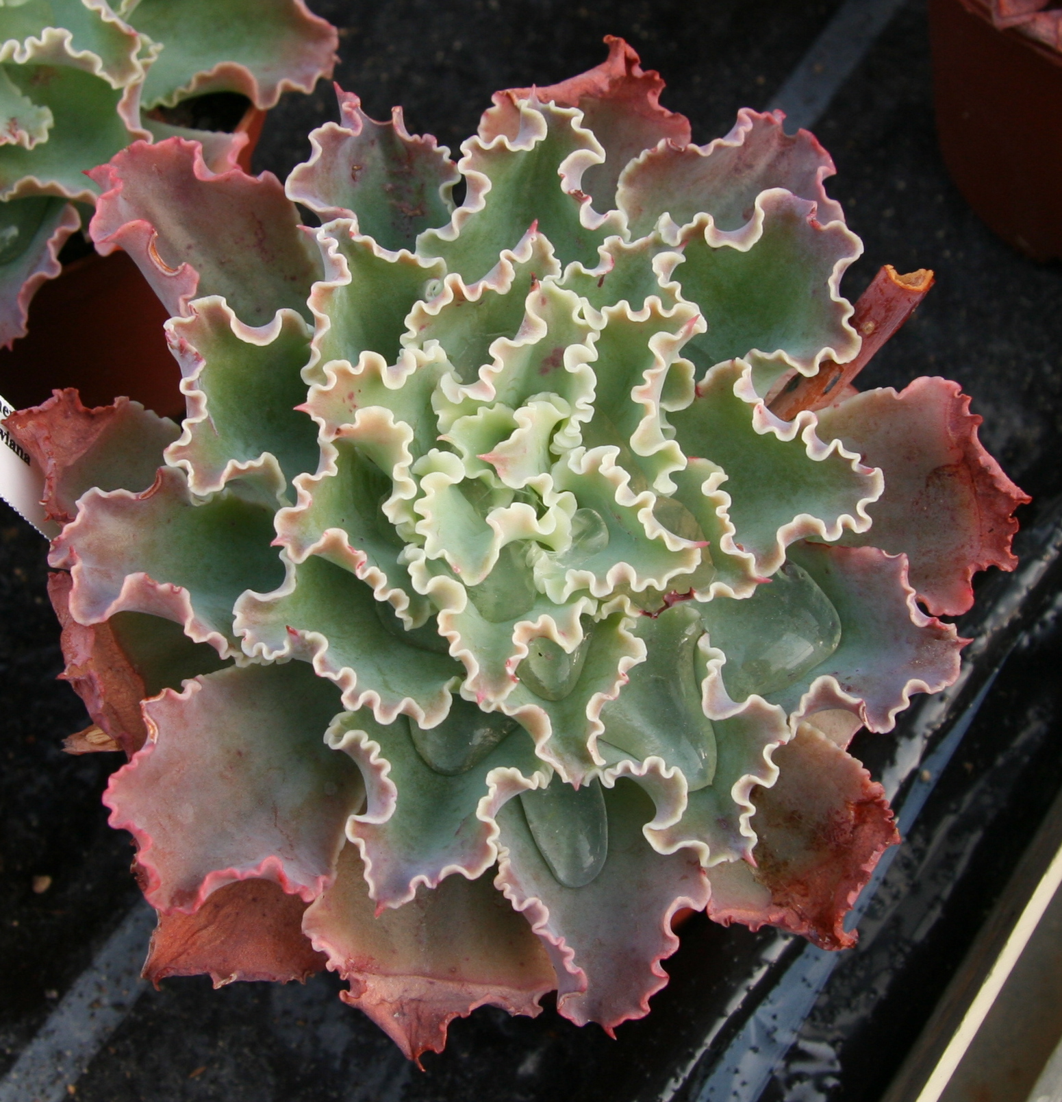 Echeveria_shaviana