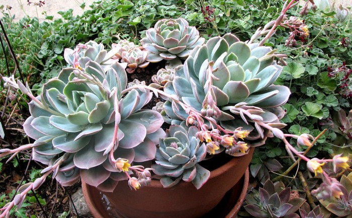 Echeverias