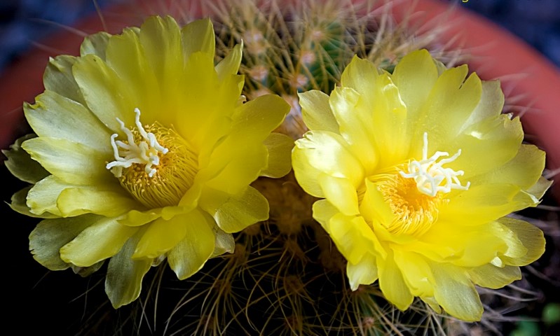 Echinocactus Grusoniiflor