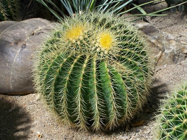 Echinocactus grusonii