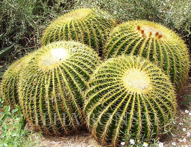 Echinocactus-grusonii