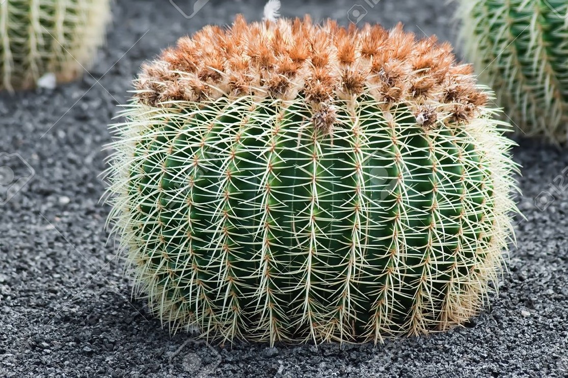 Echinocactus grusonii