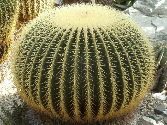 Echinocactus-grusonii4 