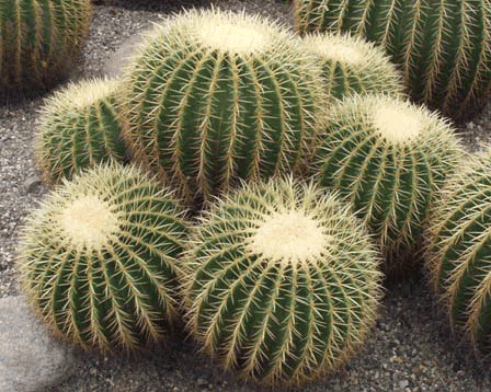 Echinocactus_grusonii Echinocactus_grusonii