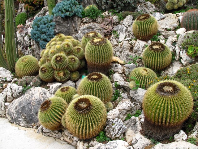 Echinocactus_grusonii_jardim