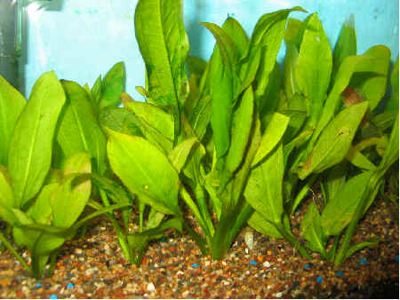 Echinodorus Bleheri