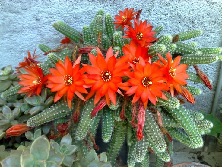 Echinopsis Chamaecereus