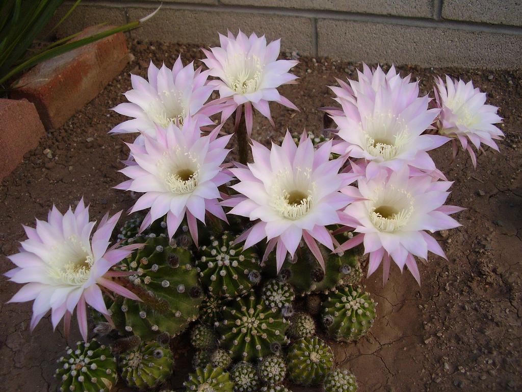 Echinopsis 