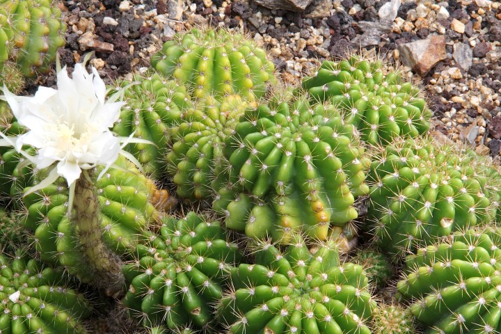 Echinopsis calochlora