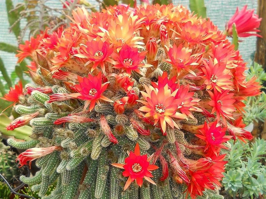 Echinopsis chamaecereus 