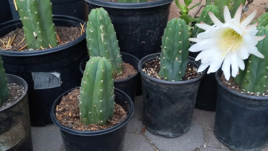 Echinopsis pachanoi-4