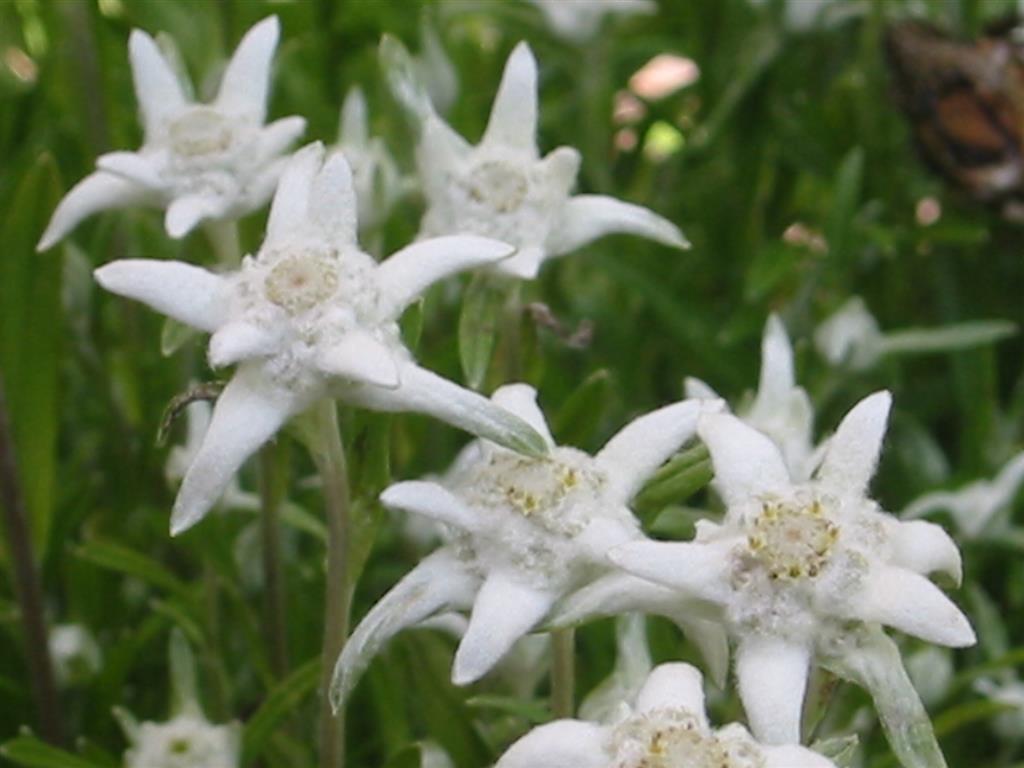 Edelweiss