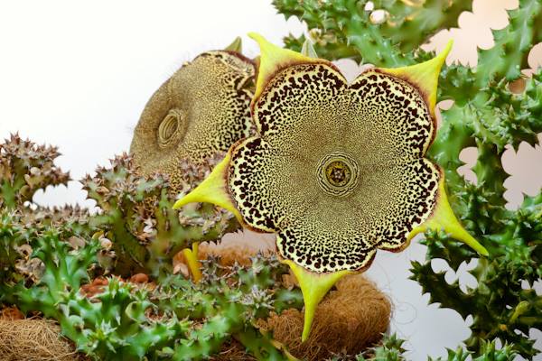 Edithcolea Grandis