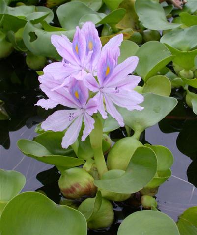 Eichhornia crassipes