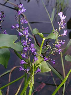 Eichhornia paniculata