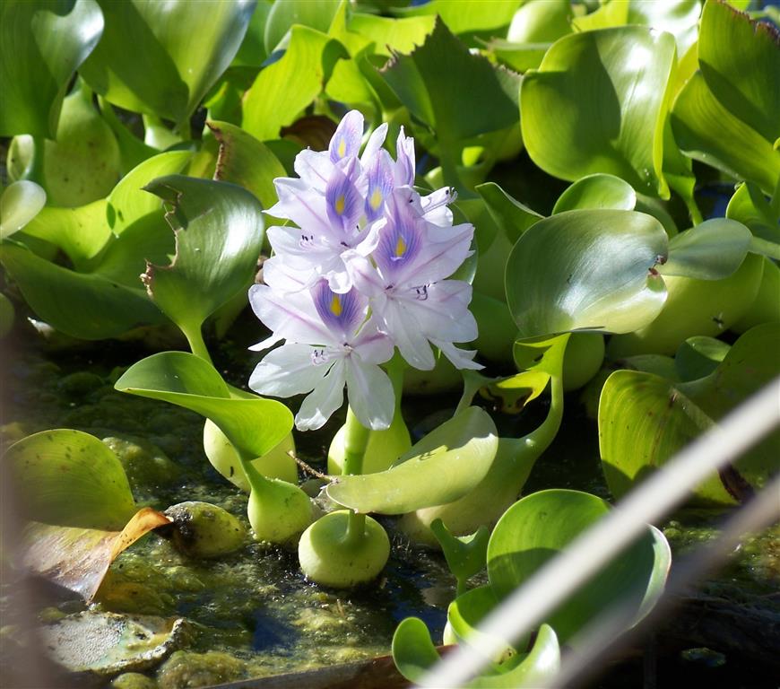 Eichornia crassipes