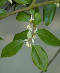 Elaeagnus-pungens-02