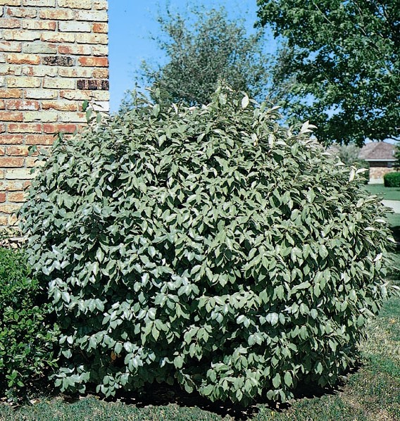 Elaeagnus pungens1