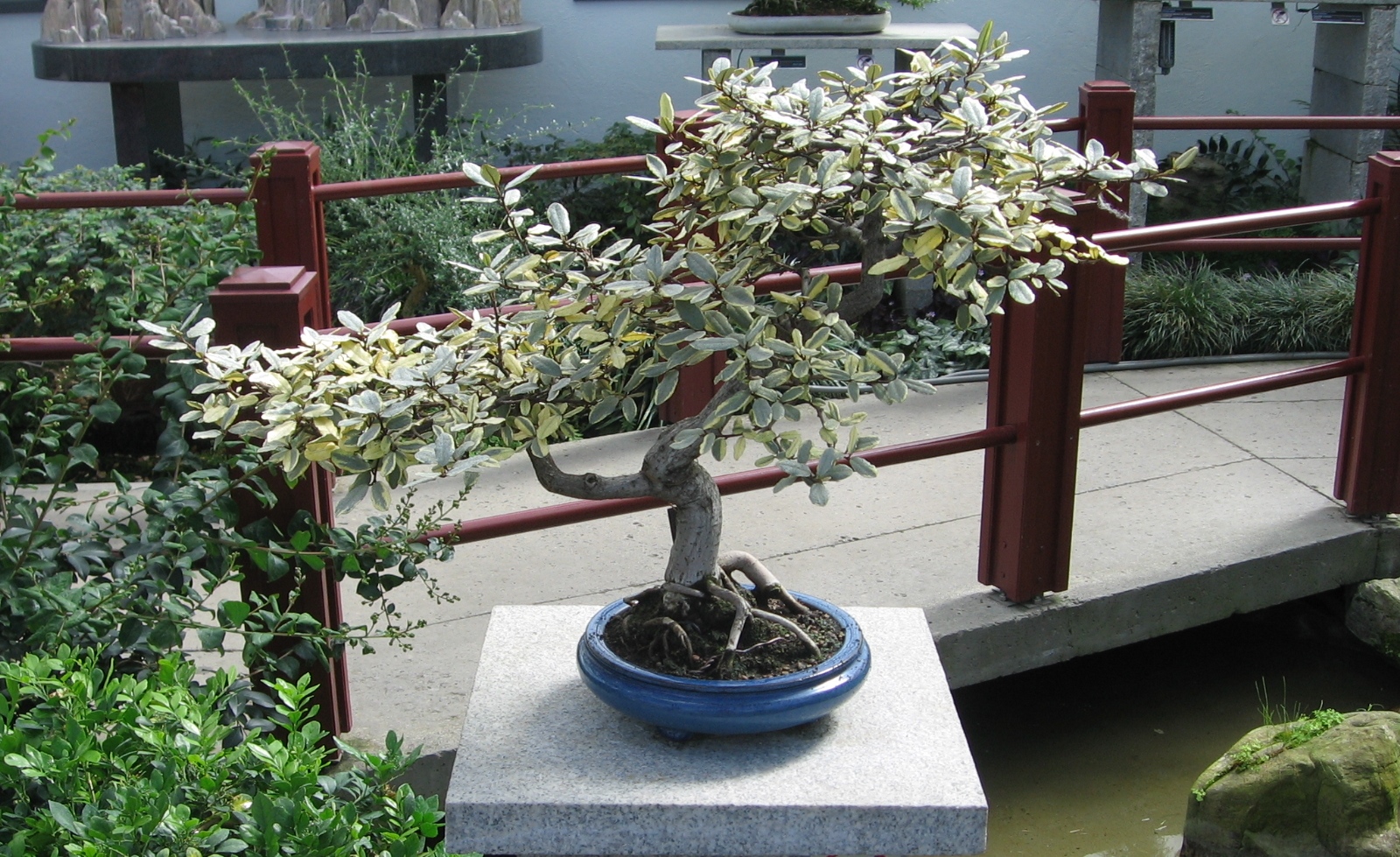 Elaeagnus_pungens_bonsai