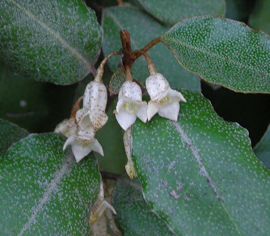 Elaeagnus_pungens_flores