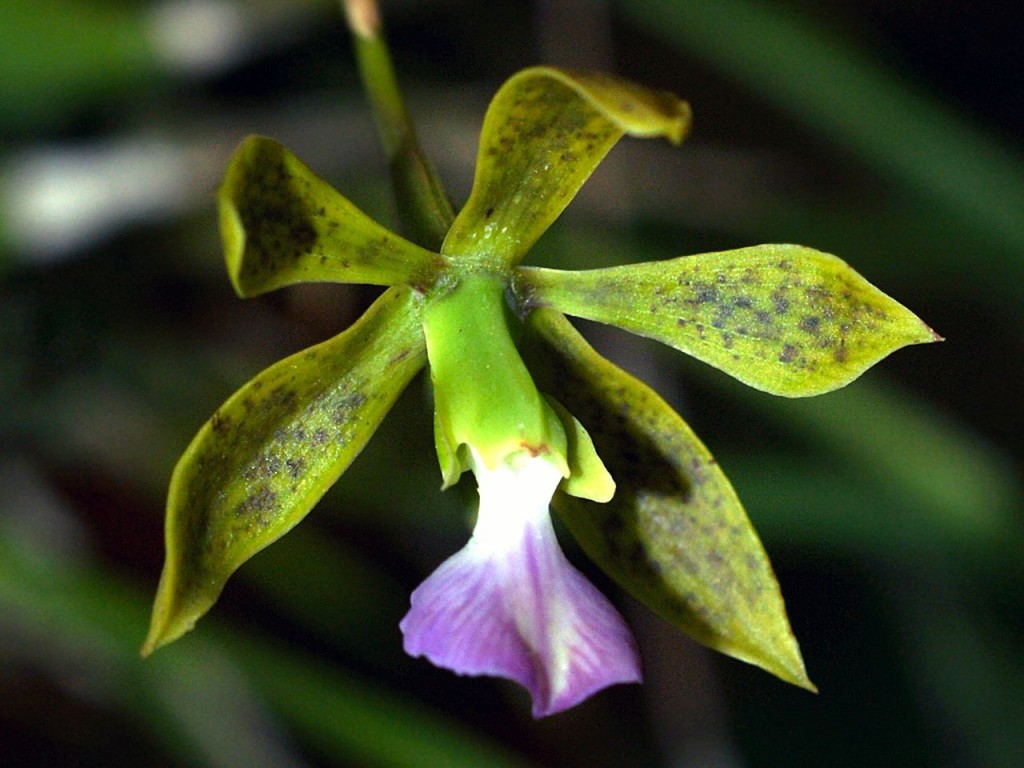 Encyclia Bracteata,