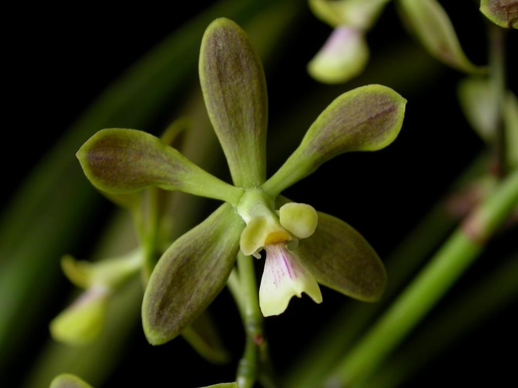 Encyclia Patens