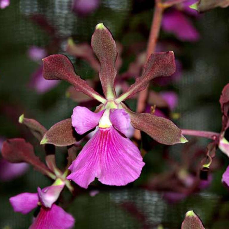 Encyclia Randii x Encyclia Cordigera