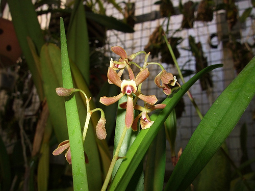 Encyclia marxiana