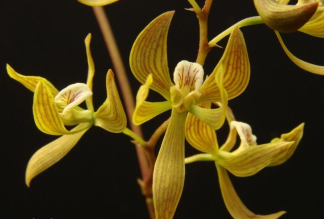 Encyclia oliveirana