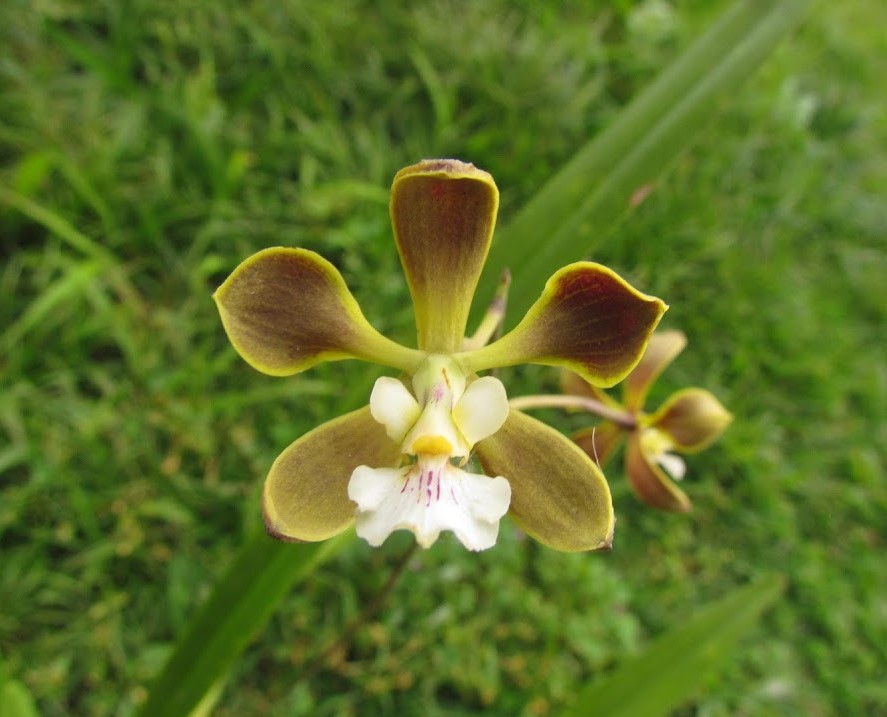 Encyclia oncidioides 