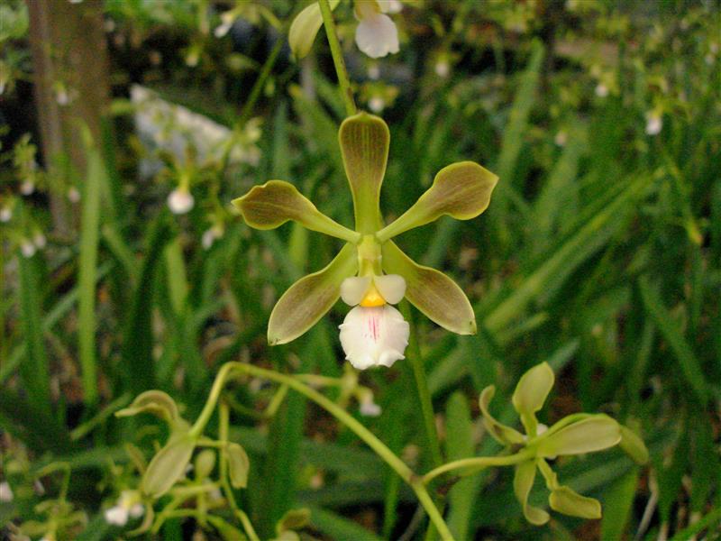 Encyclia