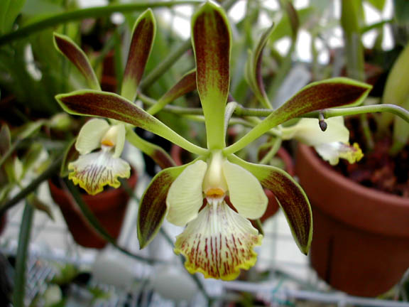 Encyclia_alata