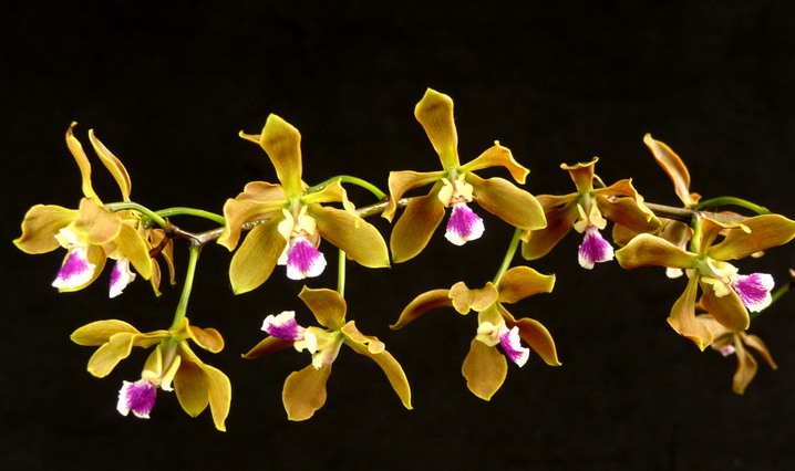 Encyclia_gallopavina