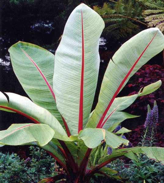 Ensete ventricosum