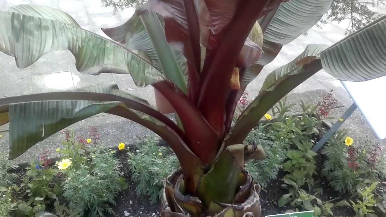 Ensete ventricosum