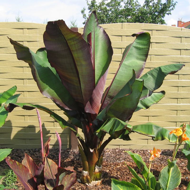 Ensete-ventricosum