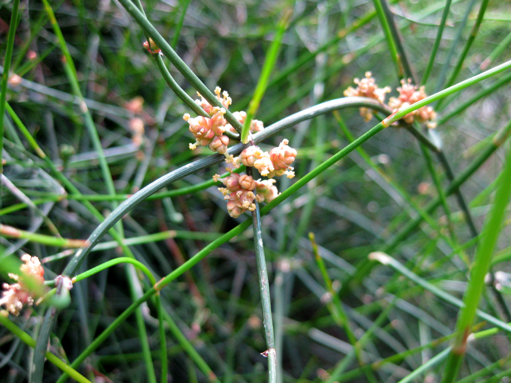 Ephedra_tweediana_04