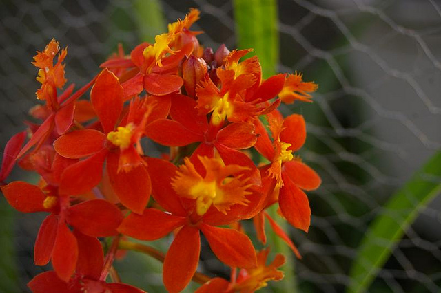 Epidendron