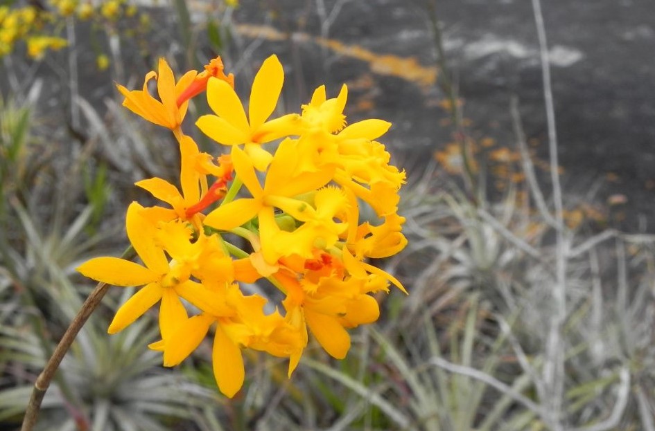 Epidendrum-amarelo-9521