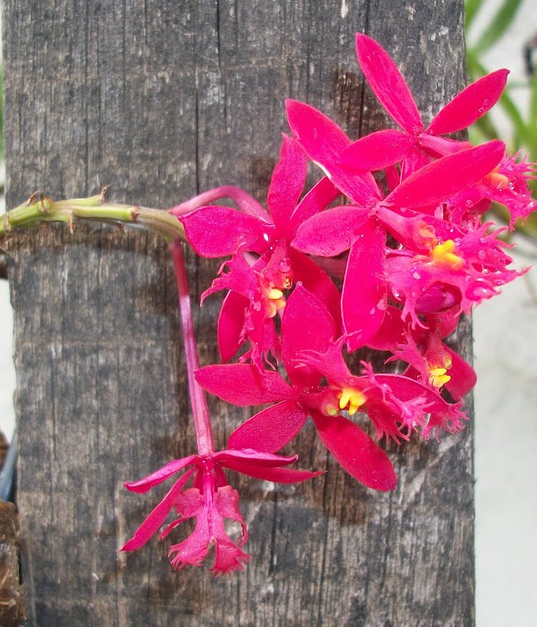 Epidendrum baquence 2010 (2)