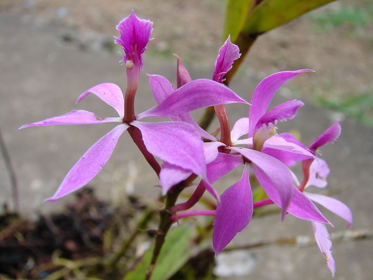 Epidendrum flexuosum