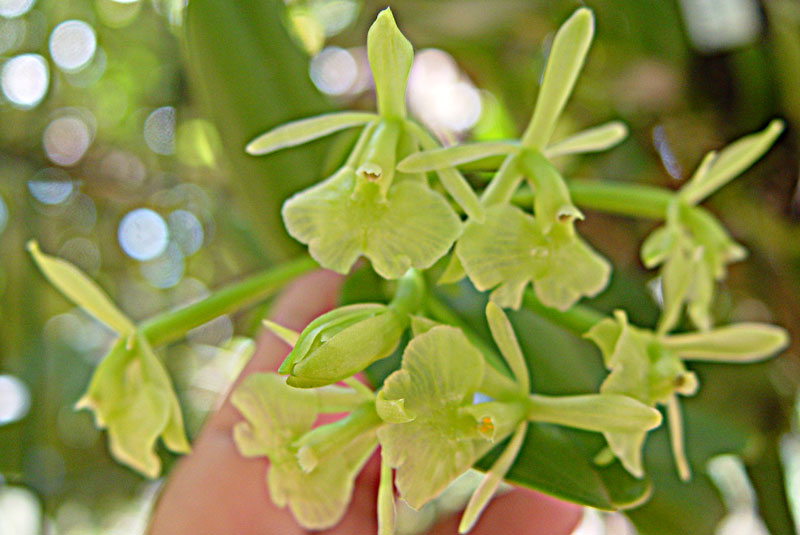 Epidendrum-latilabre