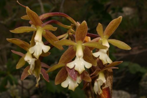 Epidendrum scalares