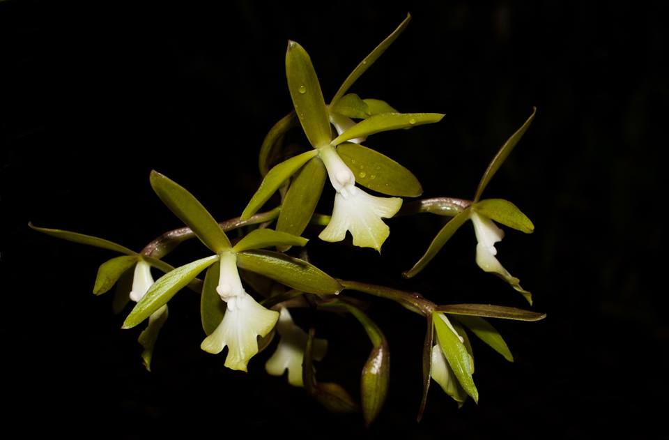 Epidendrum scalares