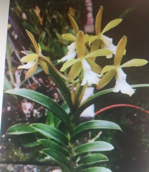 Epidendrum scalares